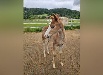 American Quarter Horse, Hengst, 4 Jahre, 145 cm, Palomino