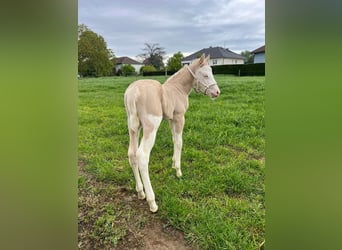 American Quarter Horse, Hengst, 4 Jahre, 145 cm, Palomino