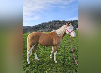 American Quarter Horse, Hengst, 4 Jaar, 145 cm, Palomino