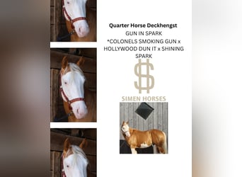 American Quarter Horse, Hengst, 5 Jahre, 145 cm, Palomino