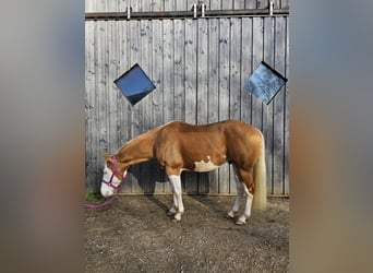 American Quarter Horse, Hengst, 5 Jahre, 145 cm, Palomino
