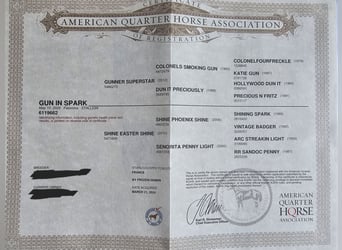 American Quarter Horse, Hengst, 5 Jahre, 145 cm, Palomino