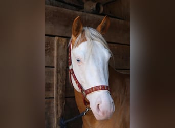 American Quarter Horse, Hengst, 5 Jahre, 145 cm, Palomino