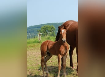 American Quarter Horse, Stallion, 5 years, 14,1 hh, Palomino