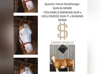 American Quarter Horse, Stallion, 5 years, 14,1 hh, Palomino