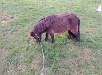 Shetland Ponies, Stallion, 5 years, 7.2 hh, Black