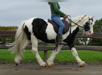 Gypsy Horse, Gelding, 10 years, 12.2 hh, Pinto