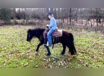 Gypsy Horse, Gelding, 10 years, 12 hh, Black