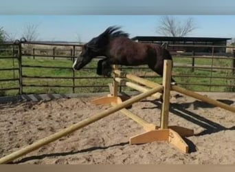 Gypsy Horse, Gelding, 10 years, 12 hh, Black