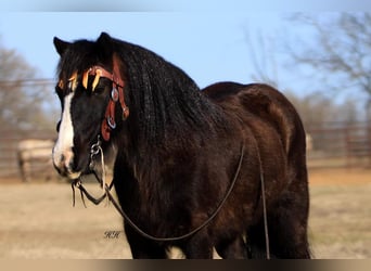 Gypsy Horse, Gelding, 10 years, 12 hh, Black