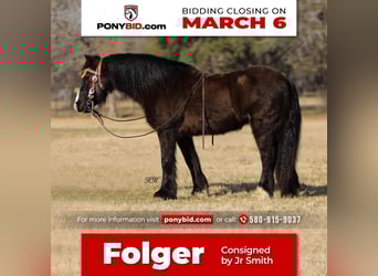 Gypsy Horse, Gelding, 10 years, 12 hh, Black