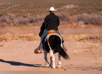 Gypsy Horse Mix, Gelding, 10 years, 12 hh