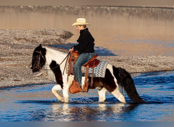 Gypsy Horse Mix, Gelding, 10 years, 12 hh