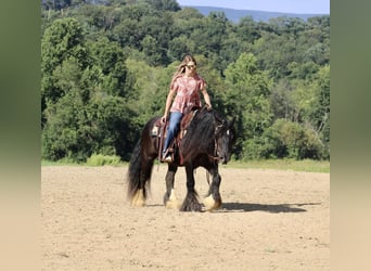 Gypsy Horse, Gelding, 10 years, 13.1 hh, Black