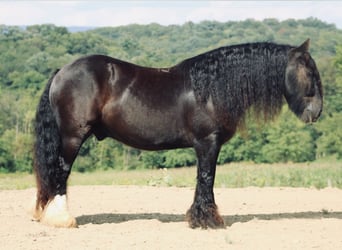 Gypsy Horse, Gelding, 10 years, 13.1 hh, Black
