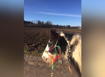 Gypsy Horse, Gelding, 10 years, 13.1 hh, Pinto