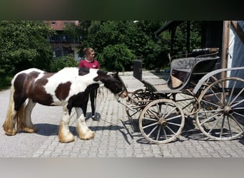 Gypsy Horse, Gelding, 10 years, 13.1 hh, Pinto