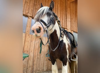 Gypsy Horse, Gelding, 10 years, 13.1 hh, Pinto