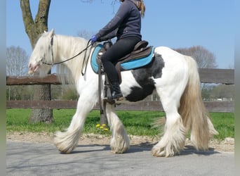 Gypsy Horse, Gelding, 10 years, 13.1 hh, Pinto
