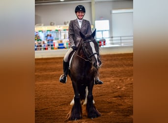 Gypsy Horse, Gelding, 10 years, 13,2 hh, Black