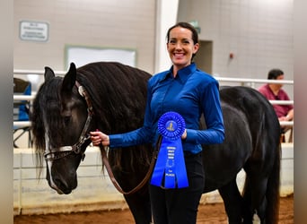 Gypsy Horse, Gelding, 10 years, 13,2 hh, Black