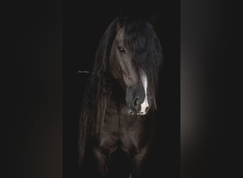 Gypsy Horse, Gelding, 10 years, 13,2 hh, Black