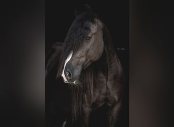 Gypsy Horse, Gelding, 10 years, 13,2 hh, Black