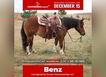 Gypsy Horse Mix, Gelding, 10 years, 13.3 hh, Roan-Bay