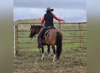 Gypsy Horse Mix, Gelding, 10 years, 13.3 hh, Roan-Bay