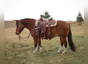 Gypsy Horse Mix, Gelding, 10 years, 13.3 hh, Roan-Bay