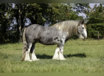 Gypsy Horse, Gelding, 10 years, 13,3 hh, Sabino