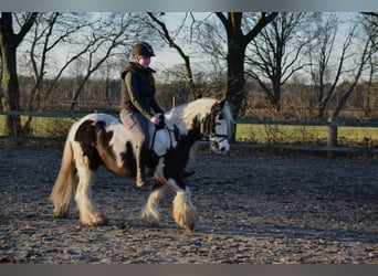 Gypsy Horse, Gelding, 10 years, 13 hh, Pinto