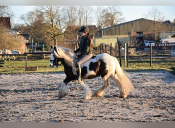 Gypsy Horse, Gelding, 10 years, 13 hh, Pinto