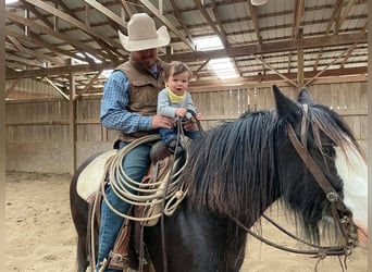 Gypsy Horse, Gelding, 10 years, 13 hh, Sabino