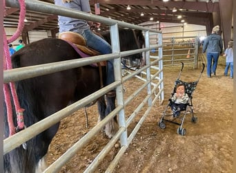 Gypsy Horse, Gelding, 10 years, 13 hh, Sabino