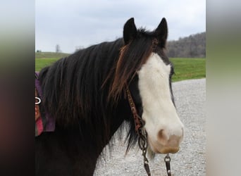 Gypsy Horse, Gelding, 10 years, 13 hh, Sabino