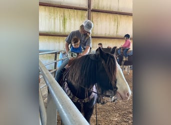 Gypsy Horse, Gelding, 10 years, 13 hh, Sabino