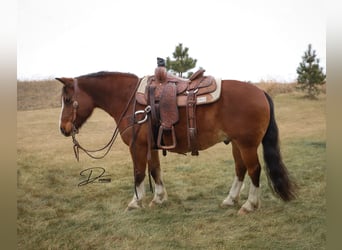 Gypsy Horse Mix, Gelding, 10 years, 13,3 hh, Roan-Bay