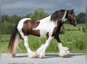 Gypsy Horse, Gelding, 10 years, 14.1 hh, Tobiano-all-colors