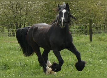Gypsy Horse, Gelding, 10 years, 14.2 hh, Black