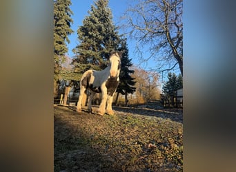 Gypsy Horse, Gelding, 10 years, 14.2 hh, Pinto