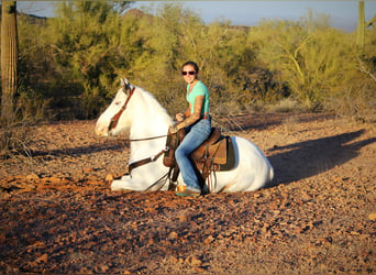 Gypsy Horse Mix, Gelding, 10 years, 14,2 hh