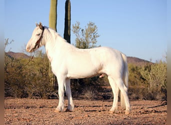 Gypsy Horse Mix, Gelding, 10 years, 14,2 hh