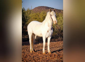 Gypsy Horse Mix, Gelding, 10 years, 14,2 hh