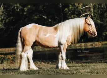 Gypsy Horse, Gelding, 10 years, 14.3 hh, Pinto