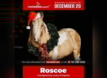 Gypsy Horse, Gelding, 10 years, 14.3 hh, Pinto