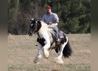 Gypsy Horse, Gelding, 10 years, 14.3 hh, Tobiano-all-colors