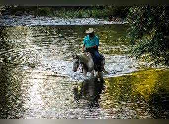 Gypsy Horse, Gelding, 10 years, 14 hh, Chestnut
