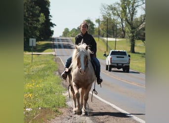 Gypsy Horse, Gelding, 10 years, 14 hh, Palomino