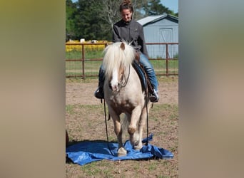 Gypsy Horse, Gelding, 10 years, 14 hh, Palomino